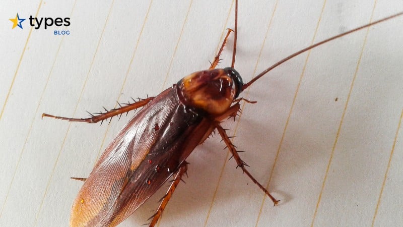 Cockroach Control Methods