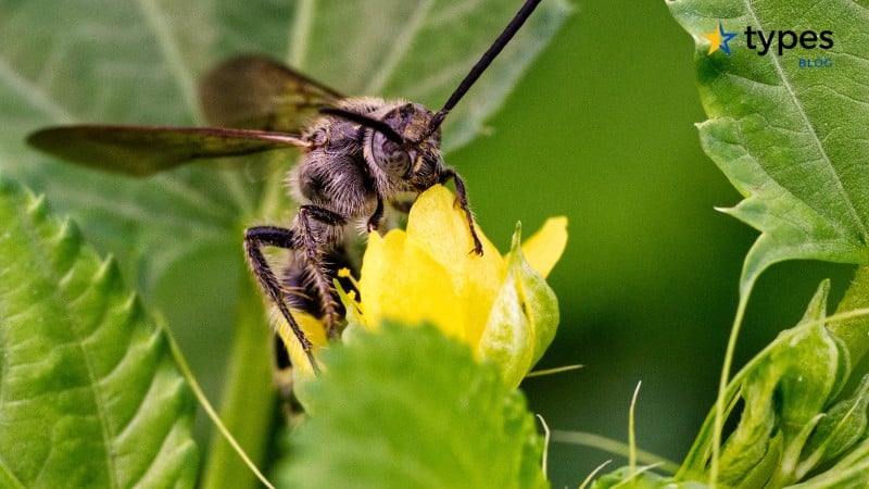 Types of Bees in Texas