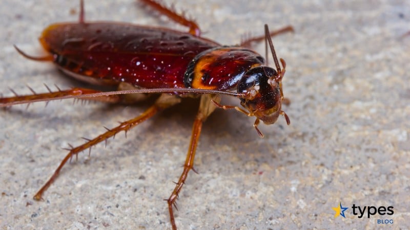 Cockroach Habitats and Prevention