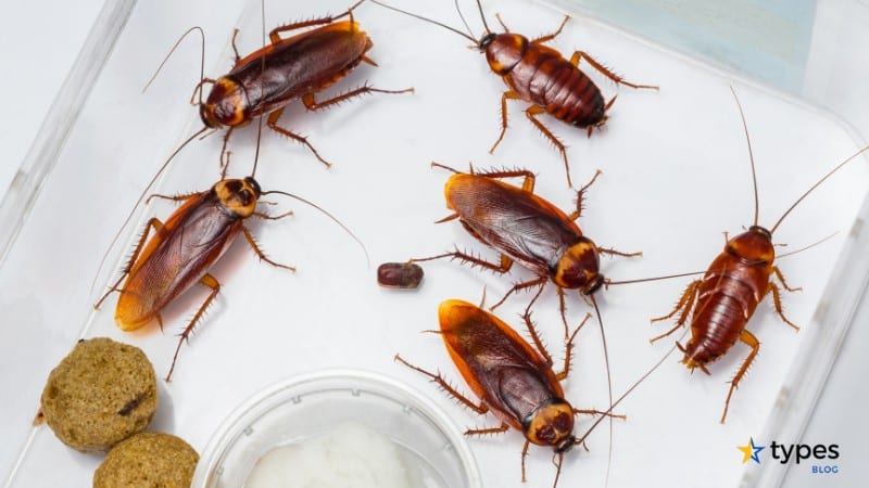 Types of Cockroaches in California- Top Common Types and Identification