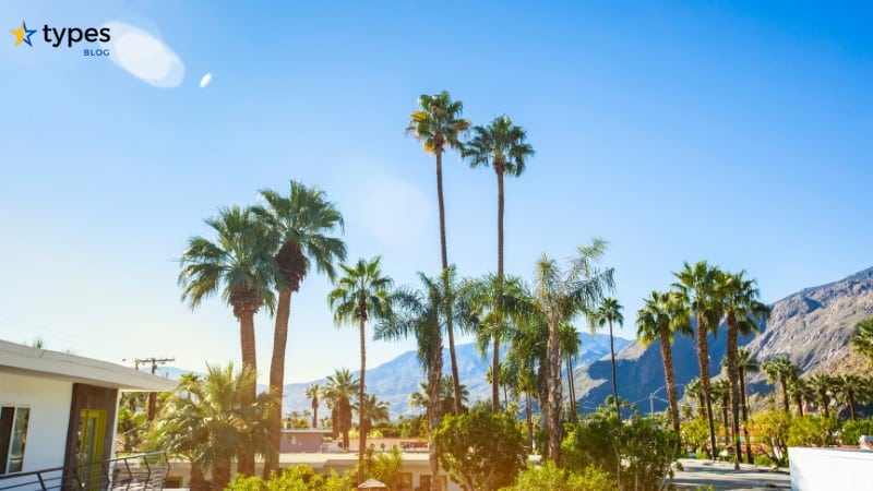 Types of Palm Trees in California