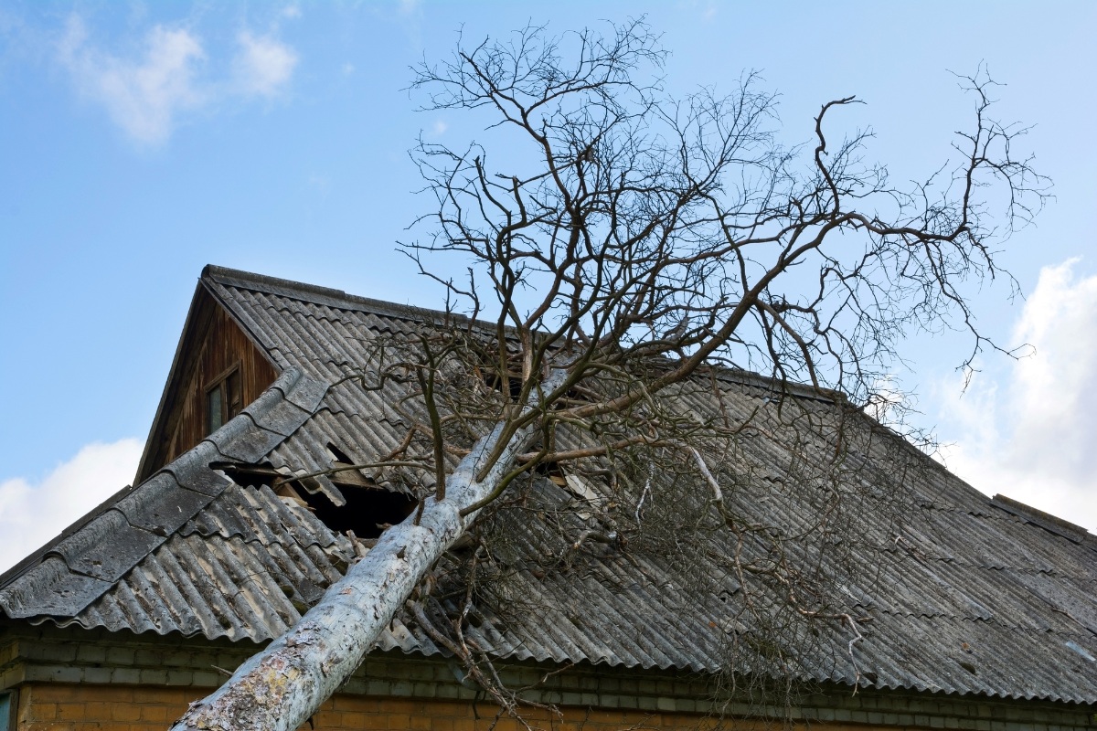 Tree-related Roof Damage