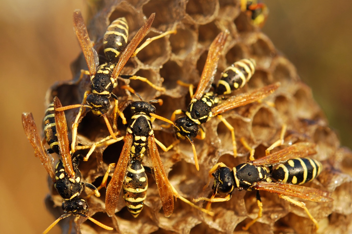 Habitats of Virginia Wasps