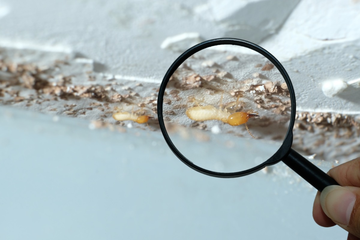 Termite Types in Florida