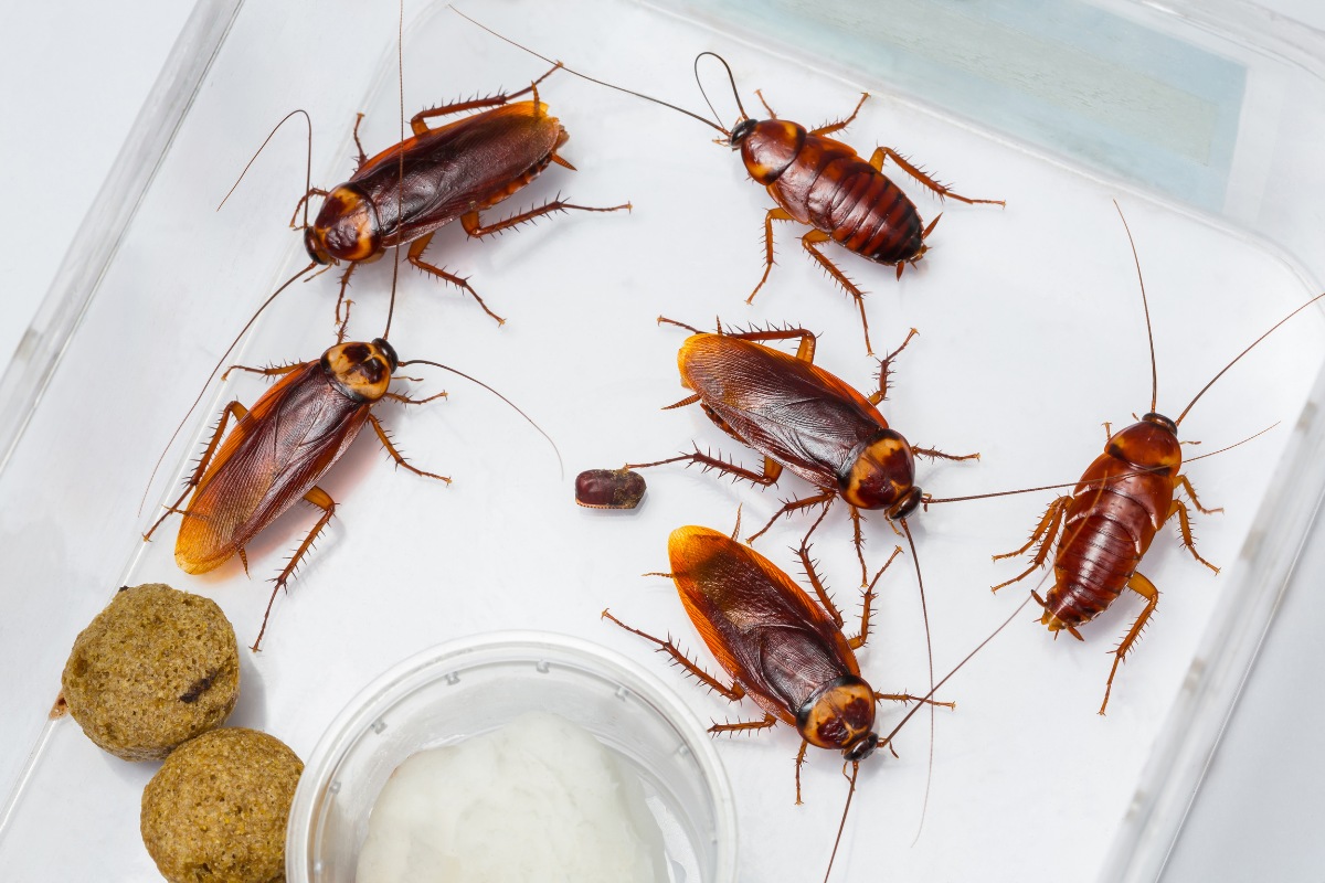 Types Of Cockroaches In Texas