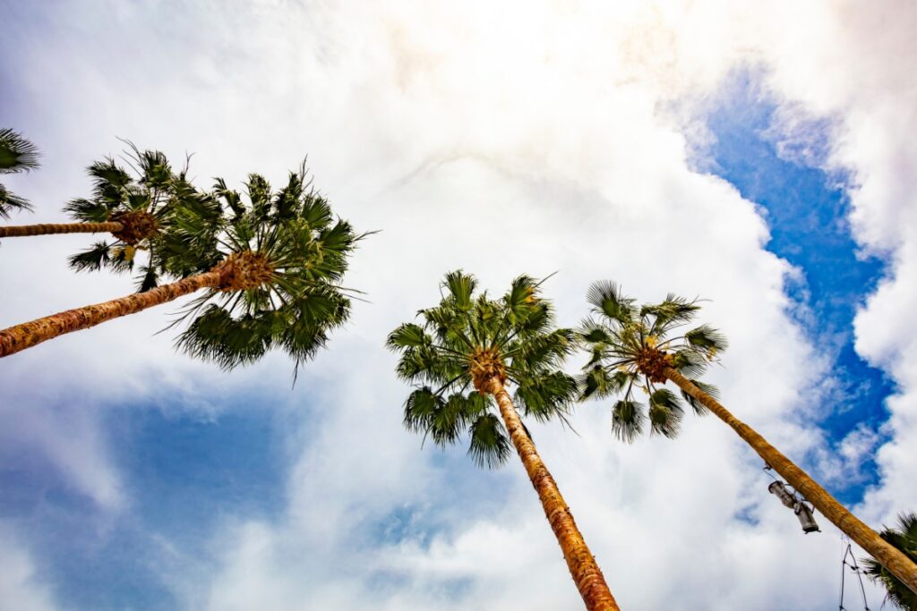 are-palm-trees-native-to-california-4-places-to-find-them