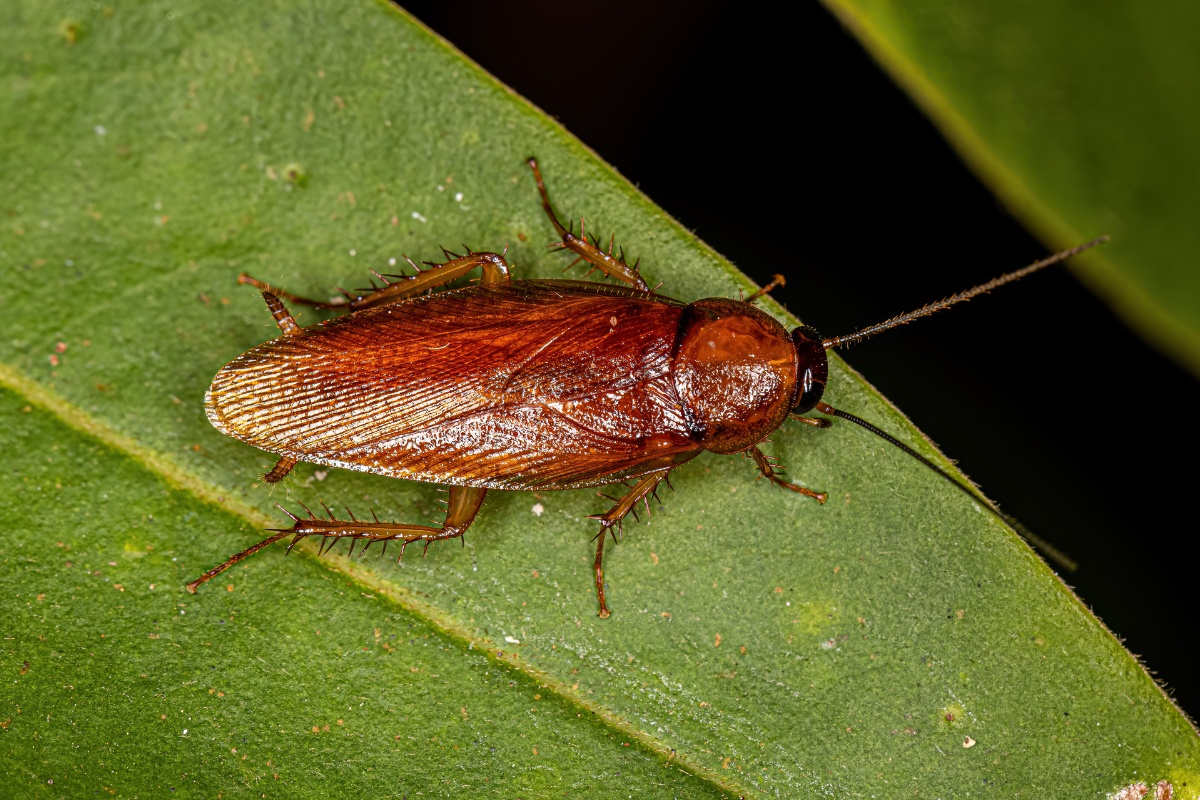 Types of Cockroaches in Georgia