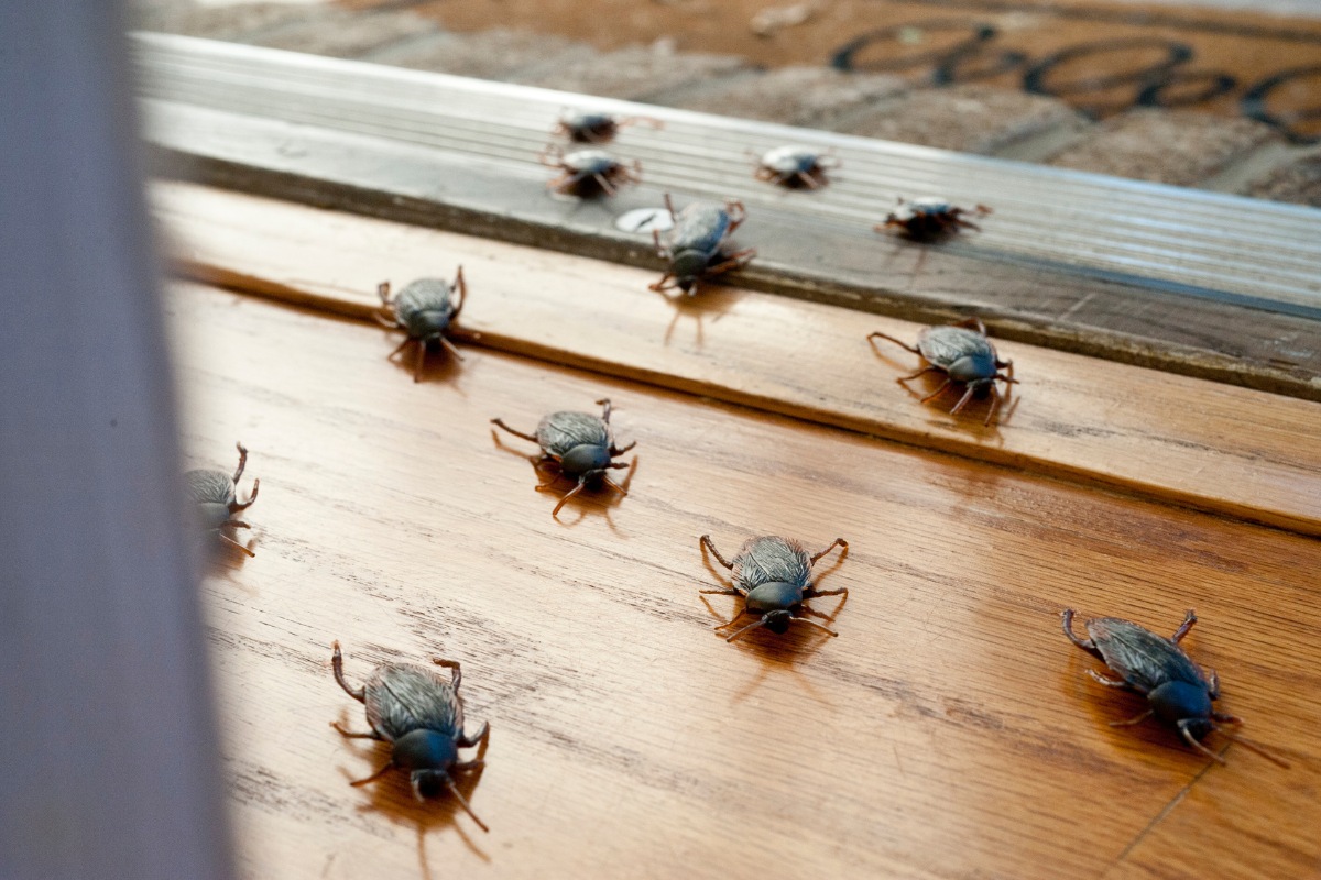 Types of Texas Roaches- Identification and Pest Solutions