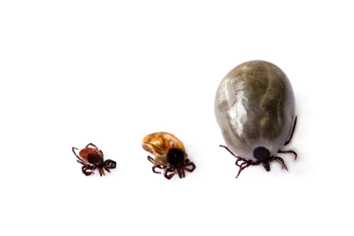 Types of Ticks In Maryland