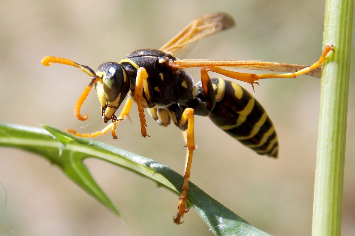 Types of Wasps in Virginia: Identification, Control, and Prevention