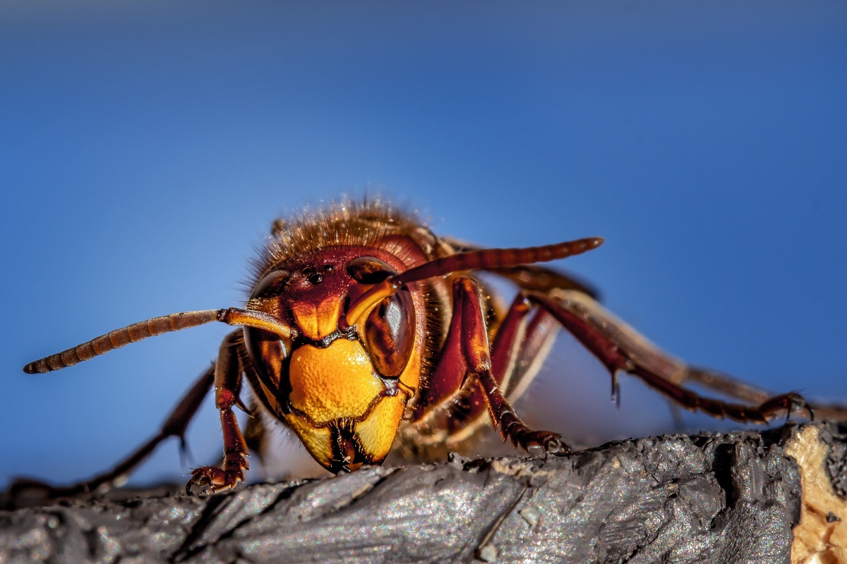 Understanding Wasp Behavior